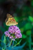 Kardinaalsmantel-Cardinal-Kardinal-Argynnis pandora-Frankrijk-France-Frankreich