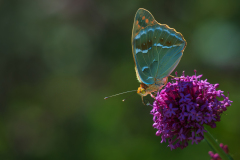Kardinaalsmantel-Cardinal-Kardinal-Argynnis pandora-Frankrijk-France-Frankreich