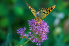 Kardinaalsmantel-Cardinal-Kardinal-Argynnis pandora-Frankrijk-France-Frankreich