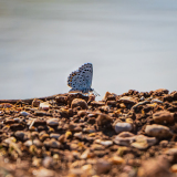 Klein tijmblauwtje-Baton blue-Graublaue Bläuling -Pseudophilotes baton-Frankrijk-France-Frankreich