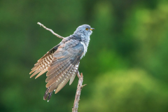 Koekoek-vrouw-Common-cuckoo-female-Weiblicher-Kuckuck-Cuculus canorus-Cuculus canorus-Frankrijk-France-Frankreich