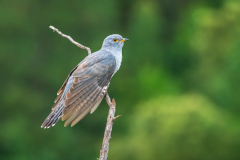 Koekoek-vrouw-Common-cuckoo-female-Weiblicher-Kuckuck-Cuculus canorus-Frankrijk-France-Frankreich