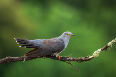 Koekoek-man-Common-cuckoo-male-Mannlicher-Kuckuck-Cuculus canorus-Frankrijk-France-Frankreich