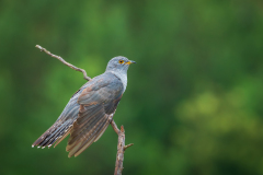 Koekoek-vrouw-Common-cuckoo-female-Weiblicher-Kuckuck-Cuculus canorus-Frankrijk-France-Frankreich