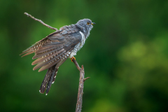Koekoek-vrouw-Common-cuckoo-female-Weiblicher-Kuckuck-Cuculus canorus-Frankrijk-France-Frankreich