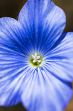 Linum narbonense-Frankrijk-France-Frankreich