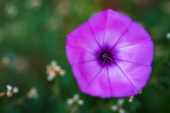 Mediterrane winde-Mallow bindweed-Eibischblättrige Winde -Convolvulus althaeoides-Frankrijk-France-Frankreich