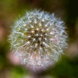 Paardenbloem-Common dandelion-Gewöhnliche Löwenzahn-Taraxacum officinale-Frankrijk-France-Frankreich