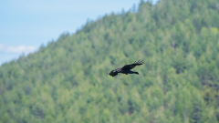 Raaf-Common raven-Kolkrabe -Corvus corax-Frankrijk-France-Frankreich