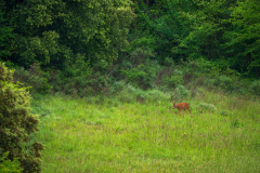 Ree-Rou deer-Reh -Capreolus capreolus-Frankrijk-France-Frankreich