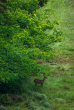 Ree-Rou deer-Reh -Capreolus capreolus-Frankrijk-France-Frankreich