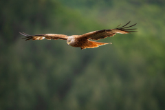 Rode wouw-Red kite-Rotmilan-Milvus milvus-Frankrijk-France-Frankreich