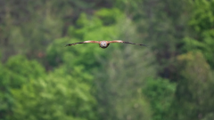 Rode wouw-Red kite-Rotmilan-Milvus milvus-Frankrijk-France-Frankreich