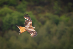 Rode wouw-Red kite-Rotmilan-Milvus milvus-Frankrijk-France-Frankreich