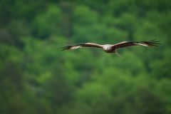 Rode wouw-Red kite-Rotmilan-Milvus milvus-Frankrijk-France-Frankreich