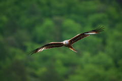 Rode wouw-Red kite-Rotmilan-Milvus milvus-Frankrijk-France-Frankreich