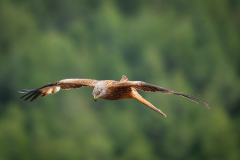 Rode wouw-Red kite-Rotmilan-Milvus milvus-Frankrijk-France-Frankreich