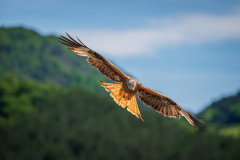 Rode wouw-Red kite-Rotmilan-Milvus milvus-Frankrijk-France-Frankreich