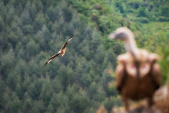 Rode wouw versus Vale gier-Red kite versus Griffon vulture-Rotmilan gegen Gänsegeier-Frankrijk-France-Frankreich