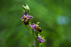 Sniporchis-Woodcock bee-orchid-Schnepfen-Ragwurz-Ophrys scolopax-Frankrijk-France-Frankreich