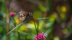 Spaanse pijpbloemvlinder-Spanish festoon-Spanische Osterluzeifalter-Zerynthia rumina-Frankrijk-France-Frankreich