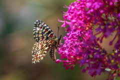 Spaanse pijpbloemvlinder-Spanish festoon-Spanische Osterluzeifalter-Zerynthia rumina-Frankrijk-France-Frankreich