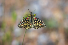 Spaanse pijpbloemvlinder-Spanish festoon-Spanische Osterluzeifalter-Zerynthia rumina-Frankrijk-France-Frankreich