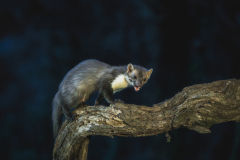 Steenmarter- Beech marten-Steinmarder-Martes foina-Frankrijk-France-Frankreich