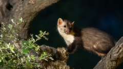 Steenmarter- Beech marten-Steinmarder-Martes foina-Frankrijk-France-Frankreich