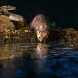 Steenmarter- Beech marten-Steinmarder-Martes foina-Frankrijk-France-Frankreich
