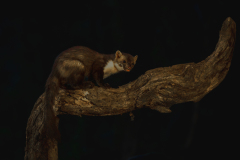 Steenmarter- Beech marten-Steinmarder-Martes foina-Frankrijk-France-Frankreich