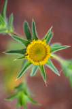 Stekelig sterrenoogje-Spiny starwort-Stechende Sternauge-Pallenis spinosa -Frankrijk-France-Frankreich