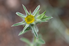 Stekelig sterrenoogje-Spiny starwort-Stechende Sternauge-Pallenis spinosa