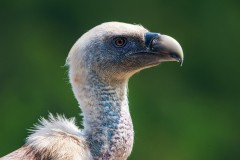 Vale gier-Eurasian griffon vulture-Gänsegeier -Gyps fulvus-Frankrijk-France-Frankreich