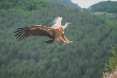Vale gier- Eurasian griffon vulture-Gänsegeier-Gyps fulvus