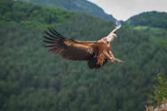Vale gier- Eurasian griffon vulture-Gänsegeier-Gyps fulvus