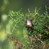 Westelijke baardgrasmus-Western subalpine warbler-Westlicher Bartsänger-Curruca iberiae-Frankrijk-France-Frankreich