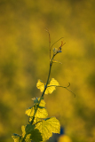 Wijnrank-Grapevine-Weinrebe-Frankrijk-France-Frankreich