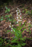 Wit bosvogeltje-Narrow-leaved helleborine-Schwertblättrige Waldvöglein -Cephalanthera longifolia-Frankrijk-France-Frankreich