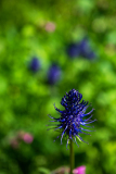 Zwartblauwe rapunzel-Black rampion-Schwarze Teufelskralle -Phyteuma nigrum-Frankrijk-France-Frankreich