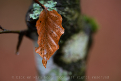 Frankrijk France Frankreich Vogezen Vosges Vogesen 2025