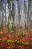 Vogezen-Vosges-Vogesen-Frankrijk-France-Frankreich