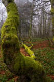 Vogezen-Vosges-Vogesen-Frankrijk-France-Frankreich