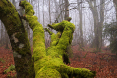 Vogezen-Vosges-Vogesen-Frankrijk-France-Frankreich