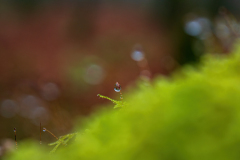 Vogezen-Vosges-Vogesen-Frankrijk-France-Frankreich