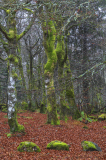 Vogezen-Vosges-Vogesen-Frankrijk-France-Frankreich