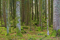 Vogezen-Vosges-Vogesen-Frankrijk-France-Frankreich