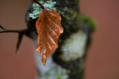 Vogezen-Vosges-Vogesen-Frankrijk-France-Frankreich