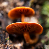 Vogezen-Vosges-Vogesen-Frankrijk-France-Frankreich- Dennenvlamhoed-Gymnopilus penetrans-Gemeine Flämmling-Gymnopilus penetrans