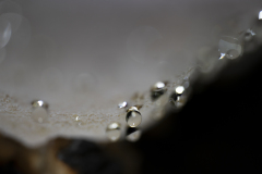 Vogezen-Vosges-Vogesen-Frankrijk-France-Frankreich-Guttatiedruppels-Guttation drops-Guttationstropfen